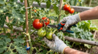 What Tomato Plants Need In August – 5 Essential Tasks To Enjoy Bumper Harvests Of Plump, Flavorful Fruit
