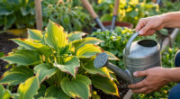 Why Are My Hosta Leaves Turning Brown? How To Read The Damage And Fix It Fast