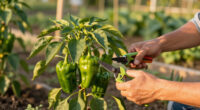 Why Are My Peppers Dropping Their Leaves In August? Diagnosing Late-Summer Defoliation