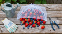 4 Foolproof Ways Protect Your Berries From Animals So You Can Actually Enjoy Your Harvest