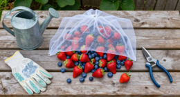 4 Foolproof Ways Protect Your Berries From Animals So You Can Actually Enjoy Your Harvest