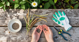 Can You Take Seeds From Public Plants? The Legal Rules Gardeners Should Know Before Pocketing Seed Pods
