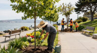 Crews Start To Remove Trees From San Francisco Waterfront Park - NBC Bay Area