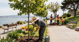 Crews Start To Remove Trees From San Francisco Waterfront Park - NBC Bay Area