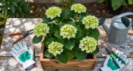 Is Your Hydrangea A Lazy Bloomer? 6 Easy September Fixes To Unlock A Gorgeous Comeback Next Year