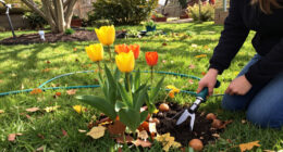 Plant These $1 Bulbs In Your Lawn Now For Drifts Of Pretty Fall Flowers