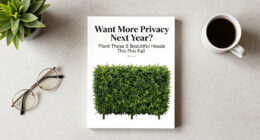 Want More Privacy Next Year? Plant These 6 Beautiful Hedges This Fall For Natural Screening From Prying Eyes