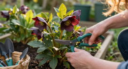 What To Do With Hellebores In Fall To Ensure Elegant Winter Blooms – 5 Easy Tasks To Check Off Your List In September