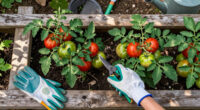 What To Do With Tomato Plants In September – 7 Easy Tasks To Get The Most Out Of Your 'Maters Before The First Frost