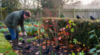 5 Plants To Plant In October To Help Robins, Finches, Redwings And Blackbirds Survive Winter, According To Wildlife Experts
