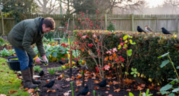 5 Plants To Plant In October To Help Robins, Finches, Redwings And Blackbirds Survive Winter, According To Wildlife Experts