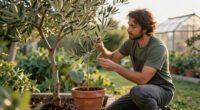 Growing Olive Trees: A Complete Guide For Home Gardens