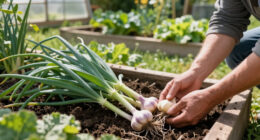Hardneck Or Softneck Garlic: How To Choose The Right Type