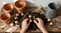 How Late Can You Plant Spring Bulbs? A Master Gardener Explains