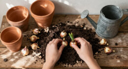 How Late Can You Plant Spring Bulbs? A Master Gardener Explains