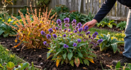 The Late-Season Perennial That Refuses To Stop Flowering – And It Looks Just Like An Orchid!