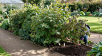 This Is The Best Type Of Hedging To Feed Wildlife, Create Shade And Reduce Pollution In Your Garden – And Experts Say It Thrives In UK Soils