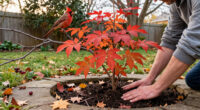 This Underrated Native Shrub Rivals Burning Bush For Fall Color – And Cardinals Love Its Berries!