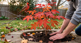 This Underrated Native Shrub Rivals Burning Bush For Fall Color – And Cardinals Love Its Berries!