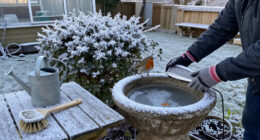 Your Bird Bath Needs More Than Fresh Water In Winter – These Tools Will Keep It Ice-Free For Visiting Wildlife